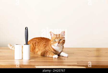 Gatti domestici di tabby seduti su tavola di legno con rullo appiccicoso di pelucchi Foto Stock