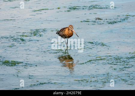 bella coda nera godwit che guado in mare Foto Stock