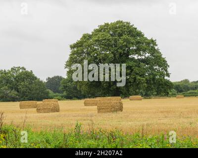 balle di fieno rettangolari tradizionali intorno ad un vecchio albero di quercia Foto Stock