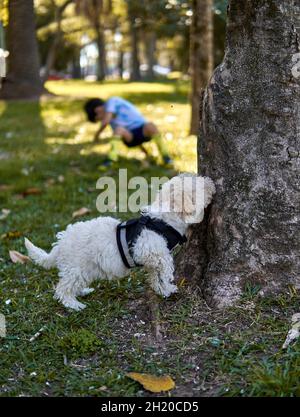 cucciolo bianco con imbracatura che sniffing un albero e un bambino che gioca in background in un parco. Verticale Foto Stock