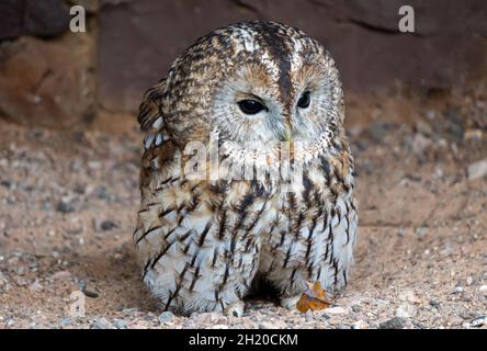 Strix aluco - Tawny Owl seduto a terra Foto Stock