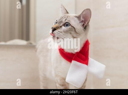 Divertente e divertente gatto giovane che indossa sciarpa rossa Foto Stock