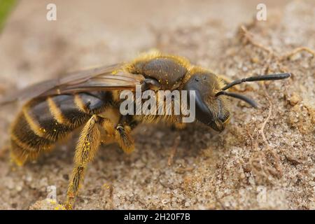 Primo piano su una femmina dell'ape del solco comune, Lasioglossum calceatum Foto Stock