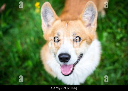 Gallese Corgi Pembroke guardando nella fotocamera Foto Stock
