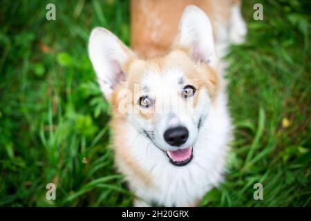 Gallese Corgi Pembroke guardando nella fotocamera Foto Stock