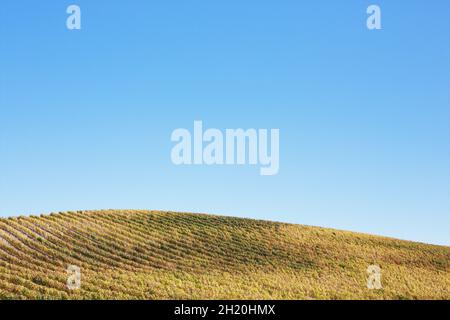 Vigneto in colori autunnali su una collina nella contea di Sonoma, California. Foto Stock