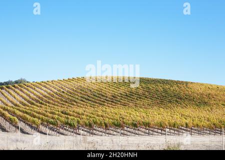 Vigneto in colori autunnali su una collina nella contea di Sonoma, California. Foto Stock