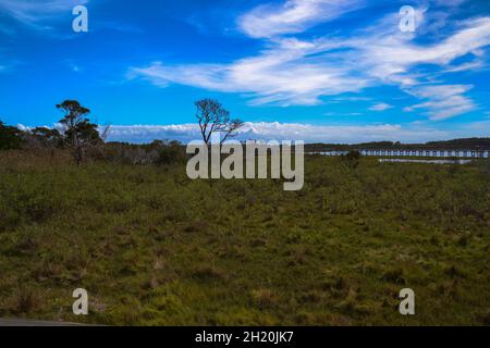 Due alberi si snodano nella brezza al Life of the Marsh Trail, un'elevata passerella in legno che si snoda intorno a un habitat paludoso di bayside nell'isola di Assateague Foto Stock