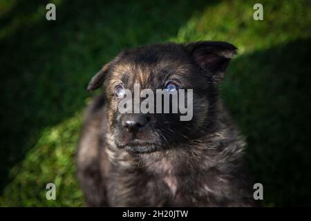 Cane pastore tedesco (alsaziano) cucciolo Foto Stock