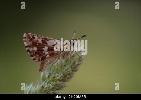 Giorno farfalla appollaiata sul fiore, Spialia sp Foto Stock