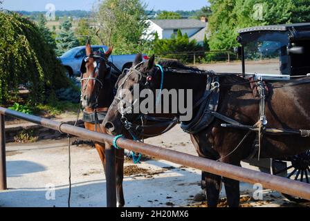 Cavalli e carreggiate nel paese Amish in Ohio, USA Foto Stock