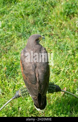 Harris Hawk, Parabuteo Unicinctus in cattività Foto Stock