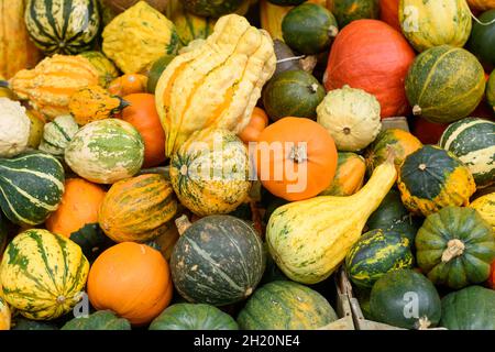 Zucche di Halloween e squash in diverse varietà. Decorazioni di Halloween. Concetto di giorno del ringraziamento. Autunno raccolto sfondo Foto Stock