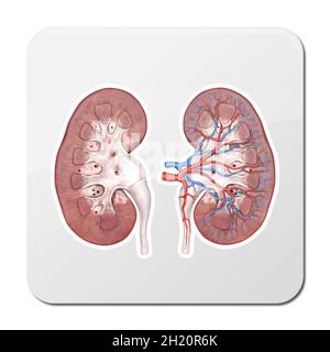 Sezione trasversale del rene umano su base scientifica. illustrazione del rendering 3d Foto Stock