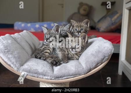 Bellissimo scatto di un mazzo di gattini savana al coperto durante il giorno Foto Stock