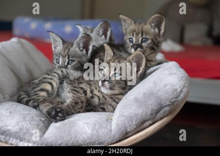 Bellissimo scatto di un mazzo di gattini savana al coperto durante il giorno Foto Stock