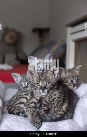 Bellissimo scatto di un mazzo di gattini savana al coperto durante il giorno Foto Stock