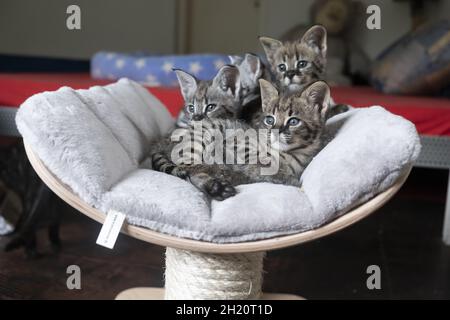 Bellissimo scatto di un mazzo di gattini savana al coperto durante il giorno Foto Stock