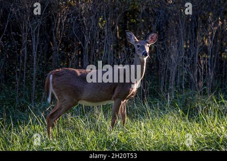 Pleasantville, Pennsylvania - un cervo dalla coda bianca (Odocoileus virginianus) si pone per un ritratto lungo una strada rurale. Foto Stock