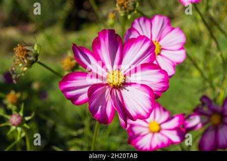 COSMOS Bipinnatus fiori a fine estate, Inghilterra, Regno Unito Foto Stock