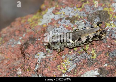 Grasshopper a gola cilindrica, Melanoplus sp. Foto Stock