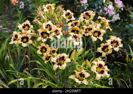 Fioritura cultivar giglio. Hemerocallis Wild Horses nel giardino estivo Foto Stock