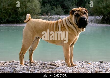 Primo piano di Shar Pei cane. Una razza di cani dalla Cina meridionale. Foto Stock
