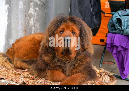 Il cane del Mastiff Tibetano si trova sul tappeto e guarda nella macchina fotografica. Cucciolo di Mastiff tibetano di colore rosso primo piano. Il cane marrone grande sta riposando sulla carpa Foto Stock