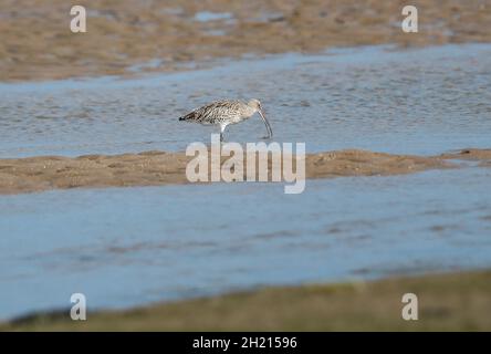 Curlew (Numenius arquata) Foto Stock