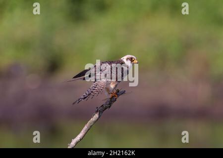 Il falco rosso, un tempo il falco rosso occidentale, è un uccello di preda. Foto Stock