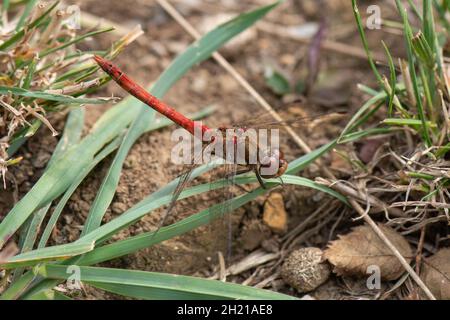 Comune Darter Dragonfly, (Sympetrum striolatum), Baston Fen Nature Reserve, Lincolnshire, Regno Unito Foto Stock