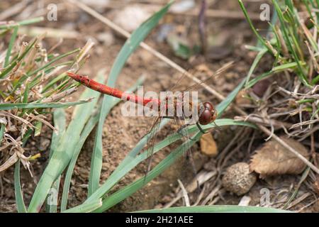 Comune Darter Dragonfly, (Sympetrum striolatum), Baston Fen Nature Reserve, Lincolnshire, Regno Unito Foto Stock