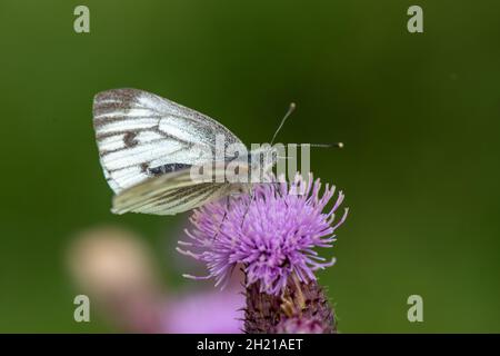 Farfalla bianca a venatura verde (Pieris napi) su maglia, Baston Fen Nature Reserve, Lincolnshire, Regno Unito Foto Stock