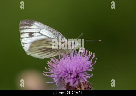 Farfalla bianca a venatura verde (Pieris napi) su maglia, Baston Fen Nature Reserve, Lincolnshire, Regno Unito Foto Stock