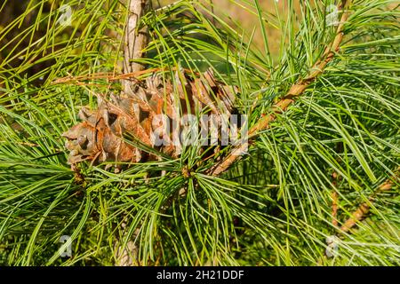 Un cono maturo caduto, imbevuto di resina di cedro, appeso in rami di cedro. La resina di cedro di NUTS è usata nella medicina e nella cottura. Messa a fuoco selettiva. Foto Stock