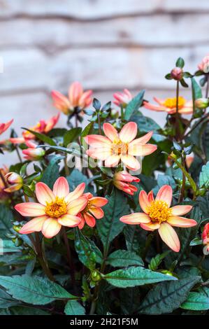 Primo piano della serie Dark Angel Dhalia Star Wars un perenne erbaceo deciduo semidolento giallo rosa e arancione con fogliame di bronzo Foto Stock
