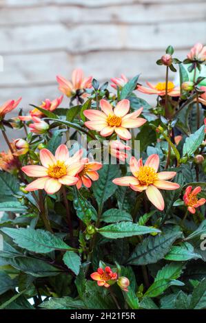 Primo piano della serie Dark Angel Dhalia Star Wars un perenne erbaceo deciduo semidolento giallo rosa e arancione con fogliame di bronzo Foto Stock