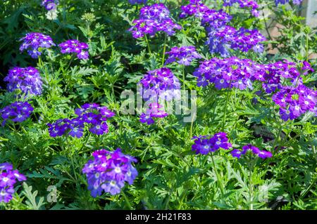 Verbena Violet Eye una Verbena della serie di incantesimo con fiori viola con un occhio bianco ed è un anno di fioritura estiva Foto Stock
