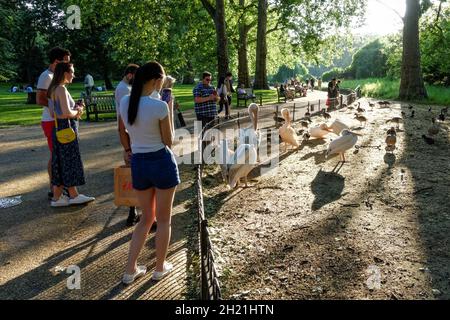 Persone che guardano i pellicani a St. James's Park a Londra, Inghilterra Regno Unito Foto Stock