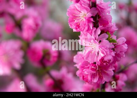 Sfondo primaverile con fiori rosa. Immagine ravvicinata della natura Foto Stock