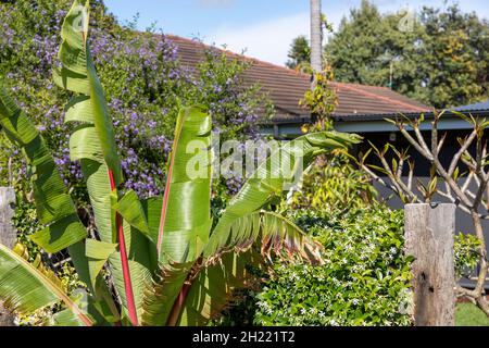 Sydney Garden Australia, la palma di banana abissiniana che cresce accanto a stelle cinesi Jasmin piante con fiori primaverili bianchi Foto Stock