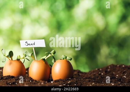 Tag con SEME di parola e piante giovani in gusci di uovo all'aperto Foto Stock