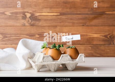 Tag con SEME di parola e piante giovani in gusci di uovo su tavola Foto Stock