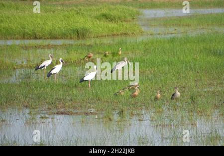 Bella immagine dell'uccelletto della cicogna bianca (Ciconia ciconia) in un laghetto Foto Stock