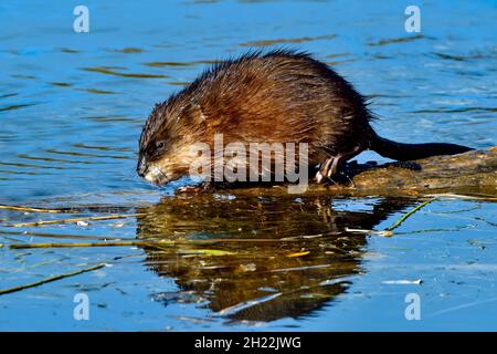 Una vista laterale di un Muskrat selvaggio ' Ondetra zibethicus' che cammina su un albero sunken in un laghetto castoro nella campagna Alberta Canada Foto Stock