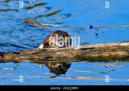 Una vista frontale di un Muskrat selvaggio ' Ondetra zibethicus' che si arrampica fuori dall'acqua su un albero sunken in un laghetto castoro nella campagna Alberta Canada Foto Stock