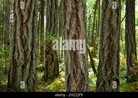 Una posizione di grandi alberi che crescono selvaggi sull'Isola di Vancouver nella Columbia Britannica Canada Foto Stock