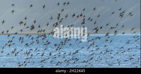 Gregge di Dunlin (calidris alpina), Rauoasandur, Patreksfjoerour, Vestfiroir, Islanda Foto Stock