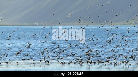 Gregge di Dunlin (calidris alpina), Rauoasandur, Patreksfjoerour, Vestfiroir, Islanda Foto Stock