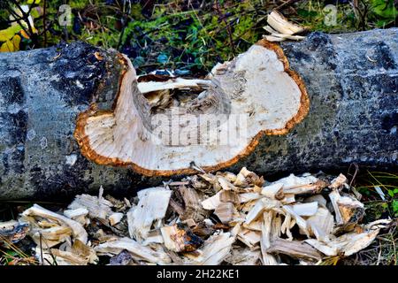 Un grande albero di aspen che è stato tagliato da cavatori e masticato per renderlo più movibile al lungomare castoro in Hinton Alberta Canada. Foto Stock